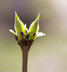 A green bud grows on a tree in the spring