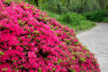 ツツジの咲いた道