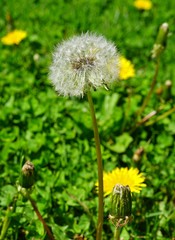 Yellow dandelion flowers and floret seedhead growing in the grass in the spring