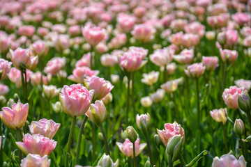 Pink flowers on a field