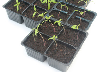 Giovani piante di pomodoro pronte al trapianto nell'orto isolate su sfondo bianco