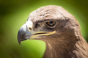 Portrait of an eagle in a park