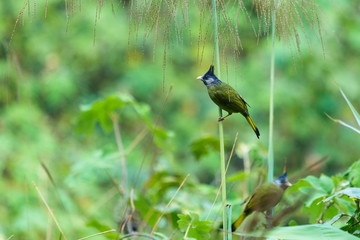 Birds ,Crested Finchbill, Birds of Thailand(Doi Sun Juh) Chiang Mai.