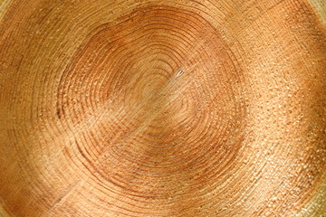 Naklejka premium 丸太