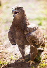 Portrait of an eagle in a park