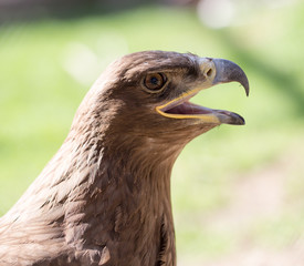 Portrait of an eagle in a park
