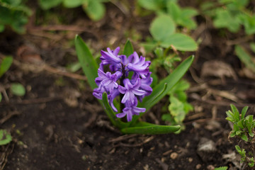 blooming purple hyacinth in the open field