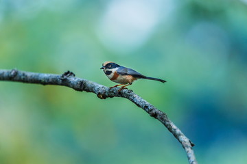Birds,Aegithalos concinnus,Birds of Thailand(Doi Sun Juh) Chiang Mai.