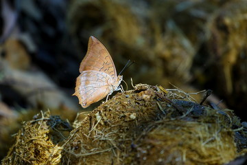 Butterfly ,Butterfly Eat feces,vindula erota.