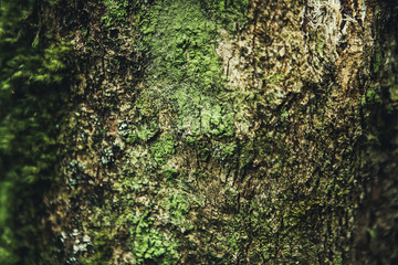moss on tree