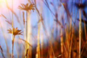 Obraz premium Blurred background defocus