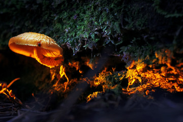 Different mushrooms in the clearing