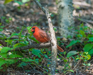Northern Cardinals In The City
