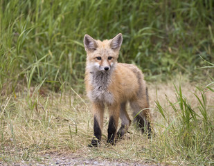 Kit fox in grass waiting for mom to return with food