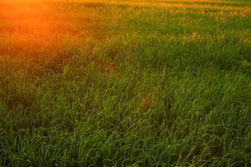 Obraz na płótnie Canvas Grass texture close-up under the sun