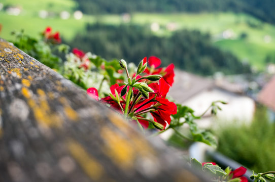 Red flower on a balcony at Ortisei, Val Gardena, Italy