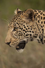 Leopard close up