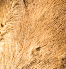 The horse's fur as a background
