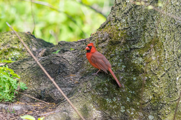 Northern Cardinals In The City