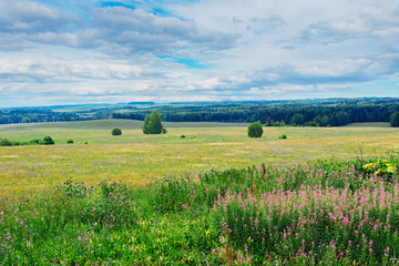 Fototapeta premium meadow and forest