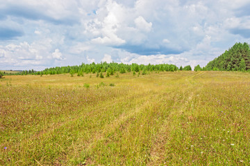 path in the meadow