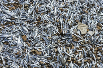 Stranded sprats on beach