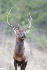 Naklejka na ściany i meble Canadian Elk