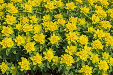 Obraz premium Warzen-Wolfsmilch, Euphorbia verrucosa