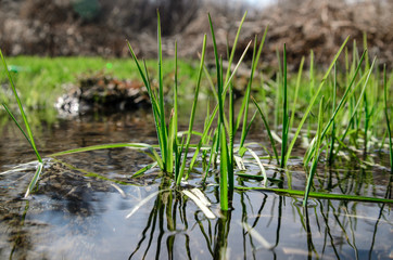 Spring grass growing near the creek.