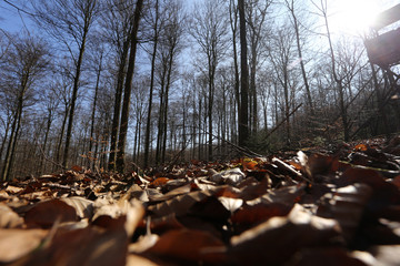 buchenwald im herbst