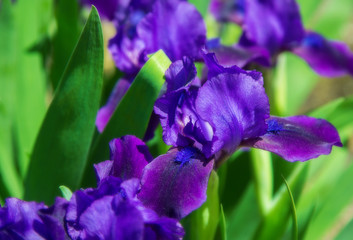 bright purple flowers of iris as a postcard