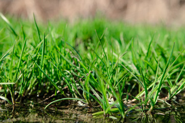 Spring grass growing near the creek.