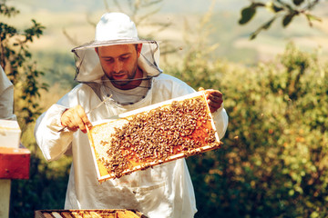 Beekeeper collecting honey selective focus on a honeycomb and bees