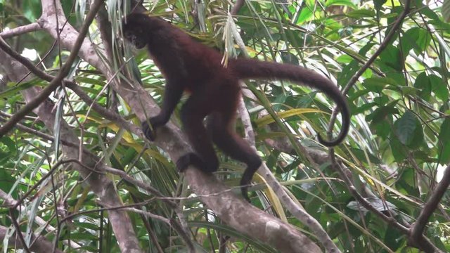 Spider monkey ascends over tree in super slow-motion