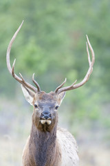 Naklejka na ściany i meble Canadian Elk