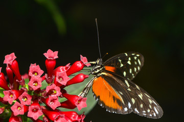 Exotischer Schmetterling