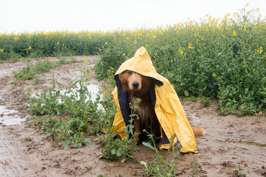 Hund mit Regenmantel sitzt in der Matsche