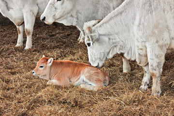 cow and calf