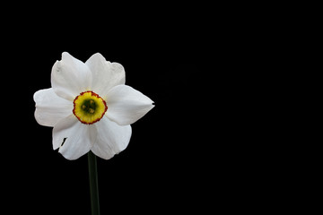 Yellow Daffodil (Narcissus) flower front view isolated on black background