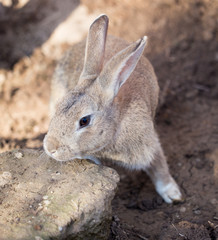 Hares on the ground in the wild