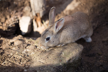 Hares on the ground in the wild