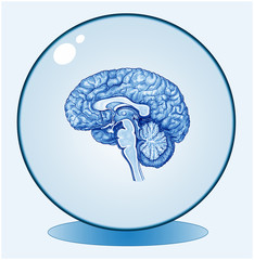 Gehirn.Kopf.Gedächtnis.Hirn