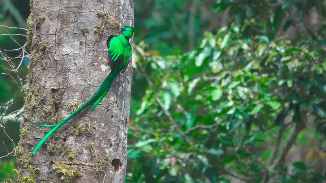 Super Slow-motion of Quetzal bird landing to nest