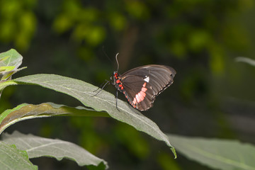 Exotischer Schmetterling