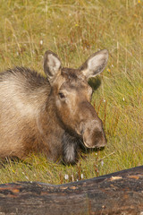 American Moose