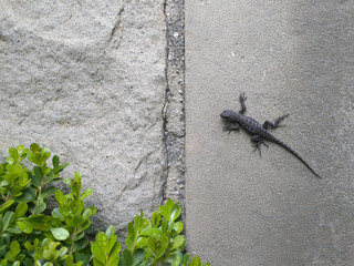 Lizard on the wall