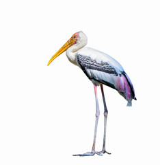Painted Stork or Mycteria leucocephala, beautiful bird isolated standing on ground.