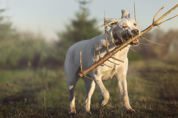 Reinrassiger weißer spielender labrador retriever hund läuft auf einer wiese mit einem stock im maul 