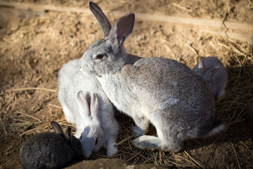 Hares on the ground in the wild