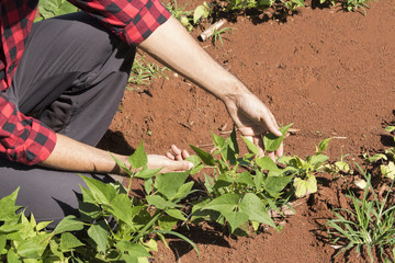 Farmer examining cultivate bean plantation